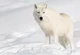 Artic wolf