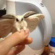 Your pet silk moth