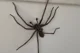 Giant Spider 
