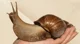 Giant Snail 