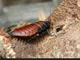 Hissing cockroach