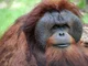 orangutan