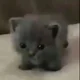 Kitten simulator