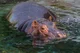 river hippo