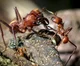 Leafcutter ant