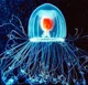 Turritopsis dohrnni
