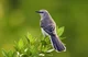MockingBird