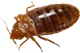bedbug