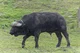 african buffalo
