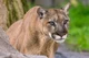 cougar