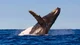 Humpback whale