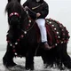 Black Draft Horse