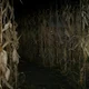 The Corn Maze