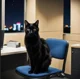 Office Cat