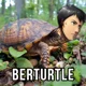Berturtle