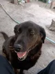 Perrita chola 