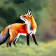 red fox