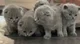 Baby Kittens