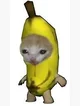 BANANA CAT