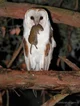 Barn Owl -Simon-