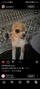 La choni del barrio