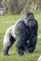 Silver Back Gorilla 