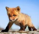 Fox Pup