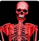 Skeleton 