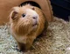 Cute Guinea Pig
