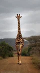 Lord Giraffe 