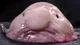 Blobfish