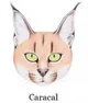 Wild caracal