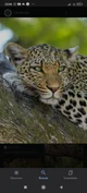 Leopardo