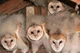 A lot of Barn Owls 