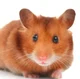 Hamster