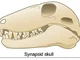 A Synapsid