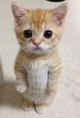 El Gato