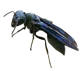 WARRIOR WASP