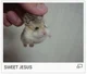 Flying hamster