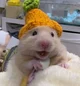 Carrot hamster 