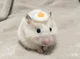 Egg hamster
