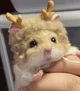Deer hamster
