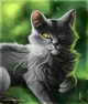 graystripe