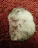 Sleepy hamster 