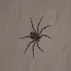 Spider On Your Wall