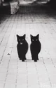 Twin Cats