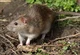 Brown rat