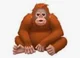 Orangutan oh uh skao