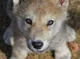 Baby wolf