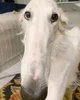 Borzoi